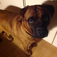 Bullmastiff På stamtavlen, Timon men omdøbt troja 