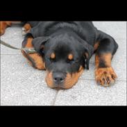 Rottweiler Mickey