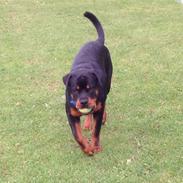 Rottweiler Mickey
