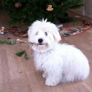 Coton de tulear Luna
