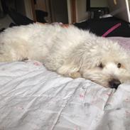 Coton de tulear Luna