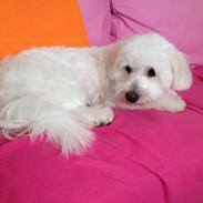 Coton de tulear Luna