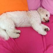 Coton de tulear Luna