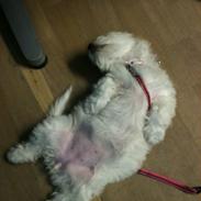 Coton de tulear Luna