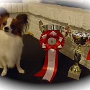 Papillon Balou