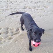Labrador retriever Brooke