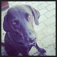 Labrador retriever Brooke
