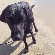 Labrador retriever Brooke