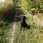 Labrador retriever Brooke