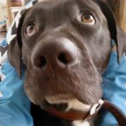 Blanding af racer Sofus