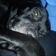 Blanding af racer Sofus