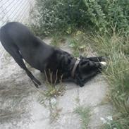 Blanding af racer Sofus