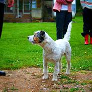 Jack russell terrier Fister