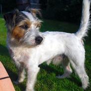 Jack russell terrier Fister