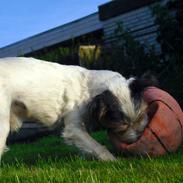 Jack russell terrier Fister