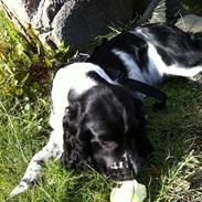 Engelsk springer spaniel Keira