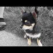 Chihuahua Chino