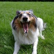 Shetland sheepdog Lassie