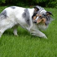 Shetland sheepdog Lassie