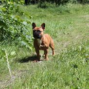 Fransk bulldog Albert