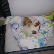 Blanding af racer Minnie