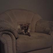 Blanding af racer Minnie