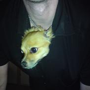 Blanding af racer Minnie