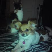 Blanding af racer Minnie