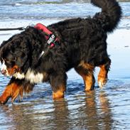 Berner sennenhund Chambers