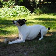 Dansk svensk gaardhund Ørestaden Dahlila (Stjerne)