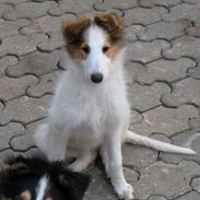 Collie langhåret Daysi
