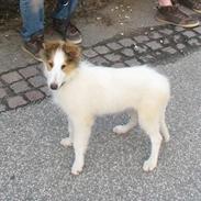 Collie langhåret Daysi