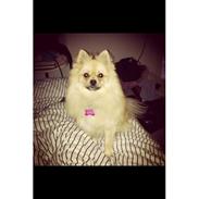Pomeranian Louis