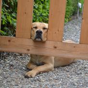 Labrador retriever Gustav