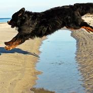 Berner sennenhund Chambers