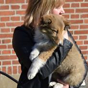 Collie langhåret Dina