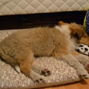 Collie langhåret Dina