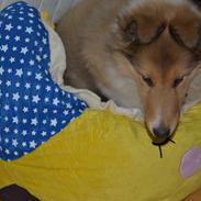 Collie langhåret Dina