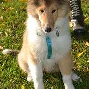 Collie langhåret Dina