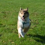 Collie langhåret Dina