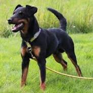 Tysk jagtterrier Buller