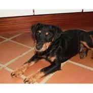 Tysk jagtterrier Buller