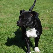 Staffordshire bull terrier Kiwi