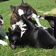 Staffordshire bull terrier Kiwi