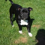 Staffordshire bull terrier Kiwi 