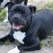 Staffordshire bull terrier Kiwi 