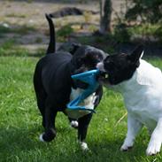 Staffordshire bull terrier Kiwi 