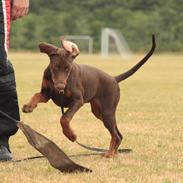 Dobermann Pippi vom Ferrenberg