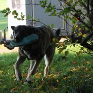 Schæferhund Hajens Punktum aka. Zeiss