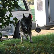 Schæferhund Hajens Punktum aka. Zeiss